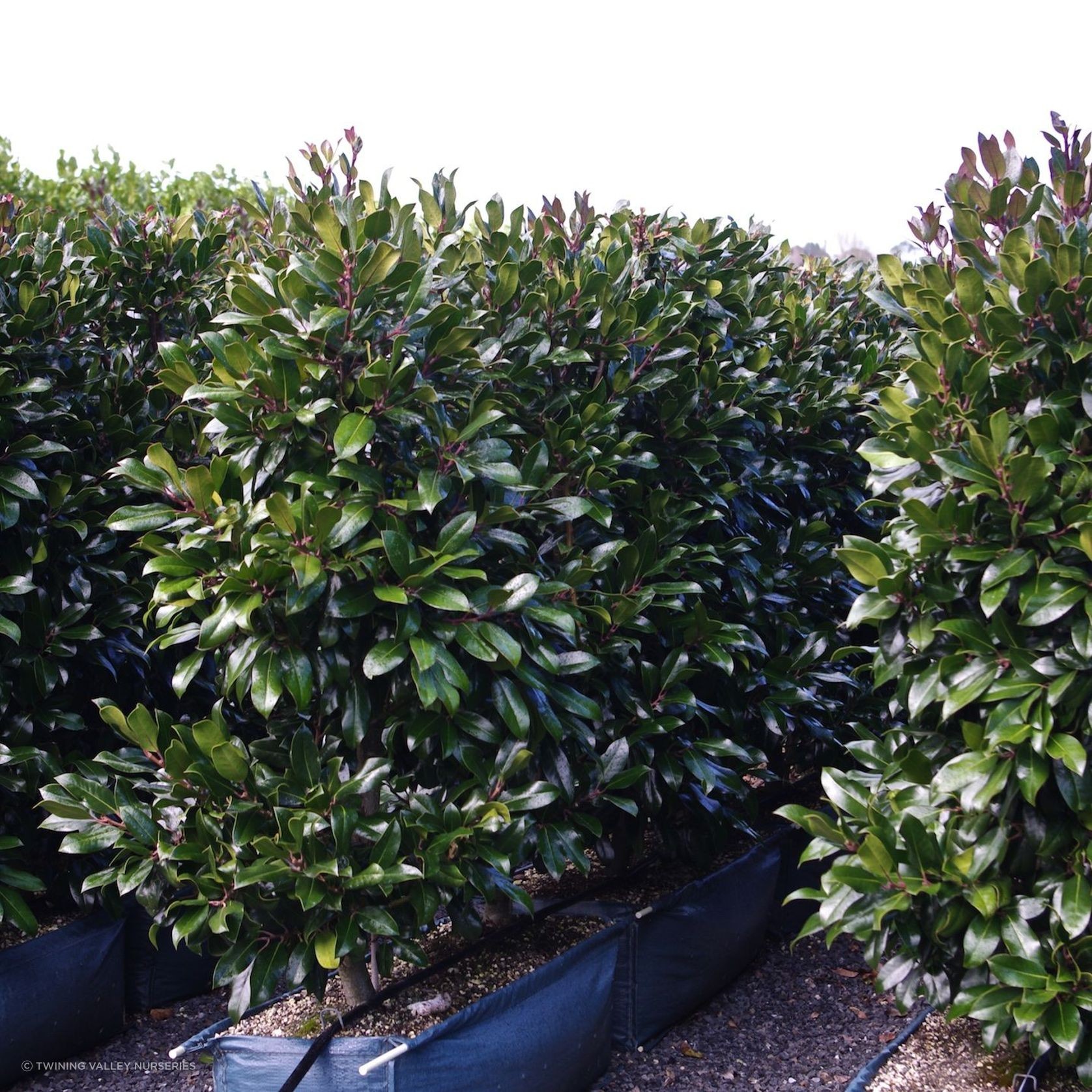 Living Screen™ – tall-growing instant hedge range gallery detail image