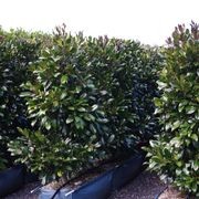 Living Screen™ – tall-growing instant hedge range gallery detail image