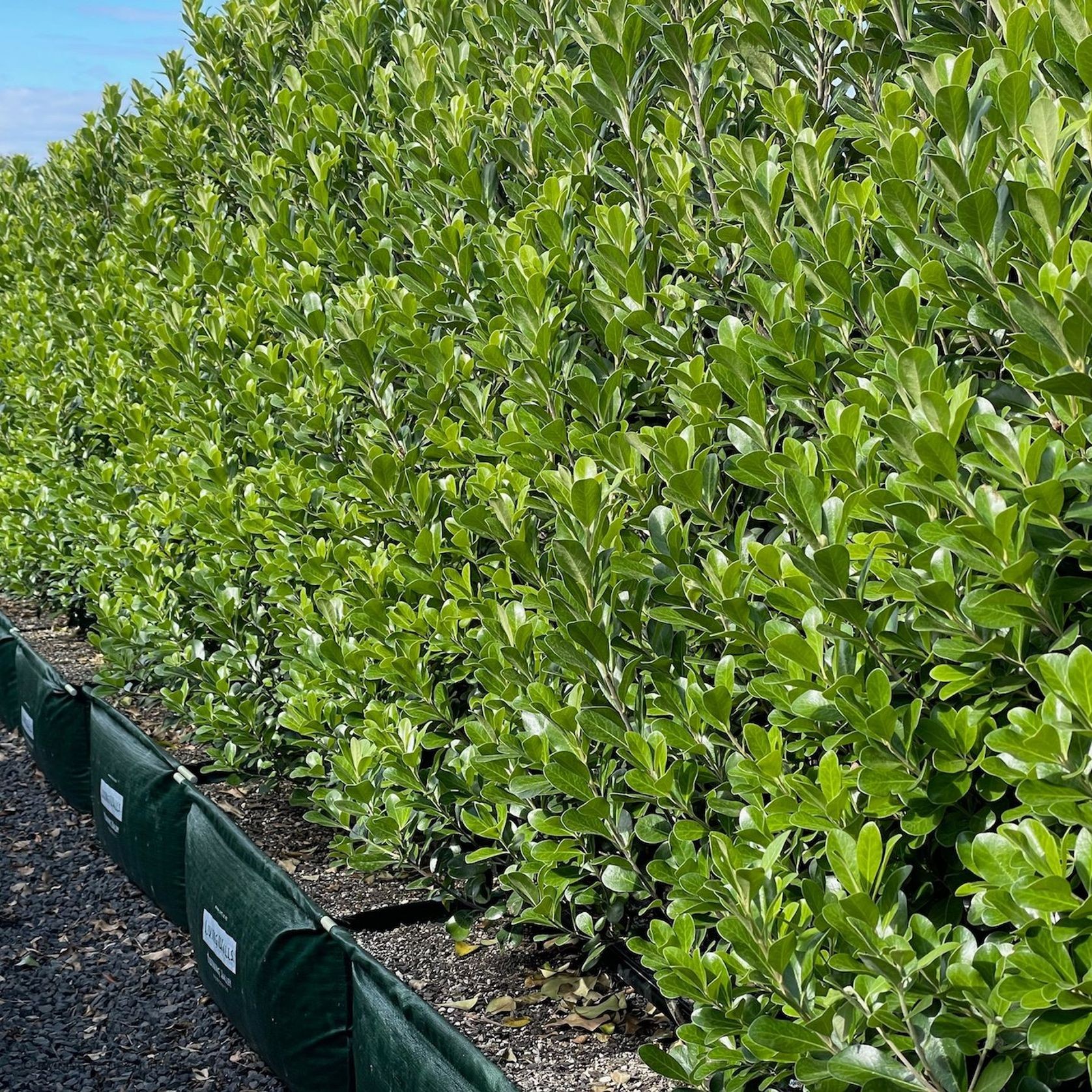 Living Screen™ – tall-growing instant hedge range gallery detail image