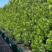 Living Screen™ – tall-growing instant hedge range gallery detail image