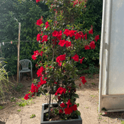Mandevilla Forever Red gallery detail image
