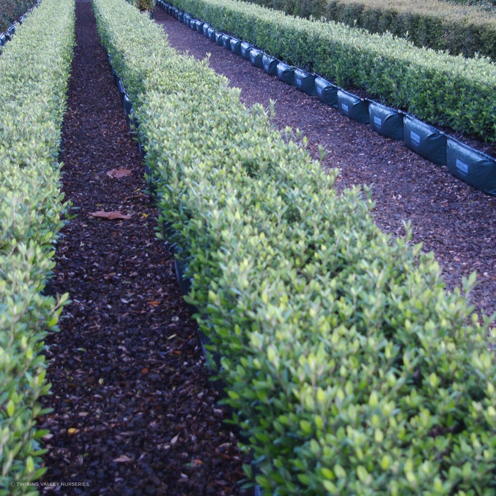 Living Edge™ – low-growing instant hedge range gallery detail image