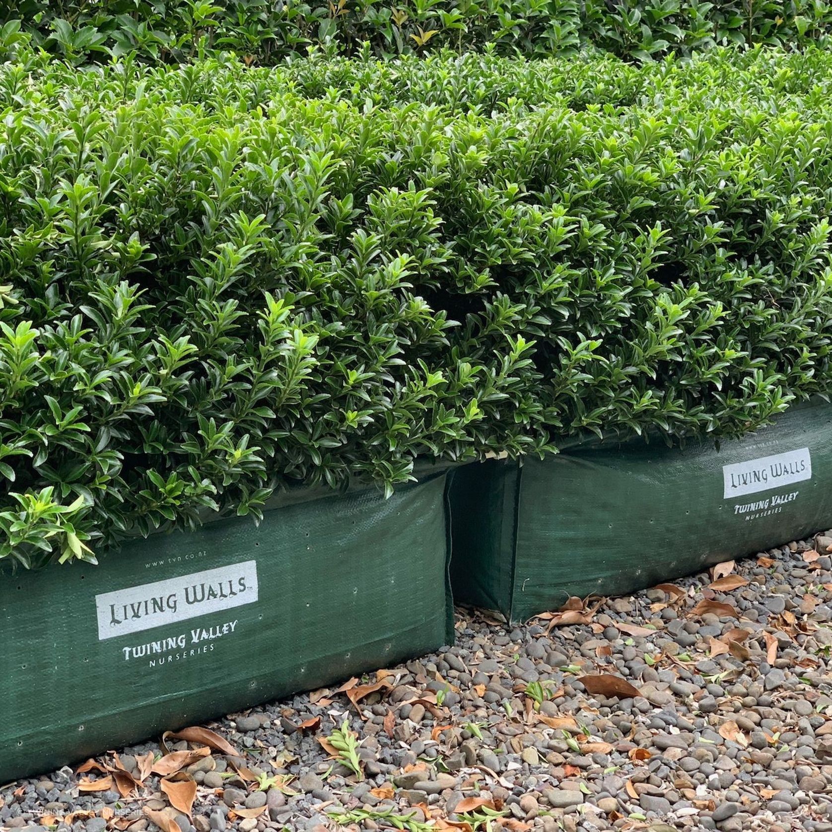 Living Edge™ – low-growing instant hedge range gallery detail image