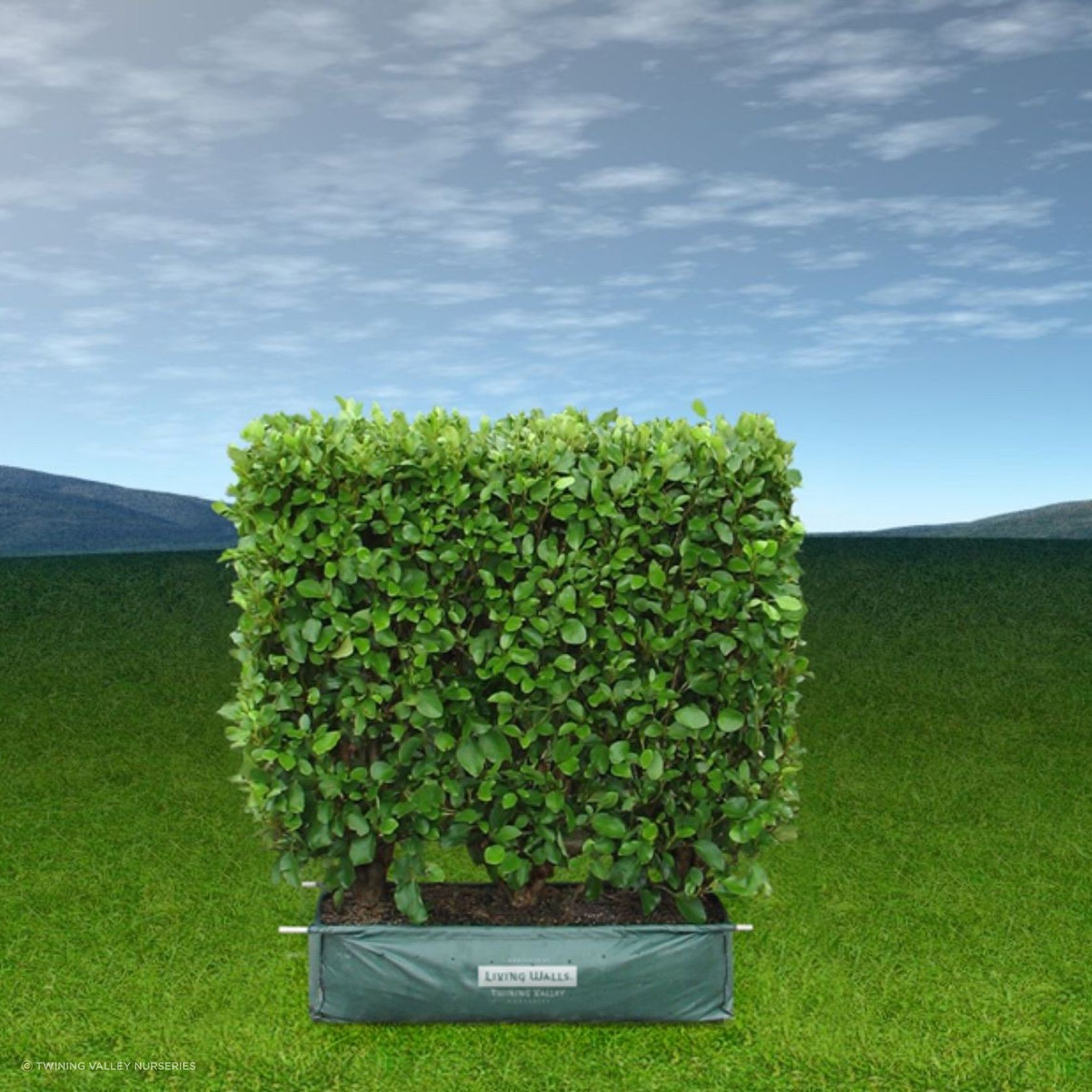 Living Boundary™ – mid-height instant hedge range gallery detail image