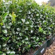 Living Boundary™ – mid-height instant hedge range gallery detail image