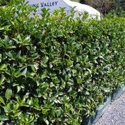 Living Boundary™ – mid-height instant hedge range gallery detail image