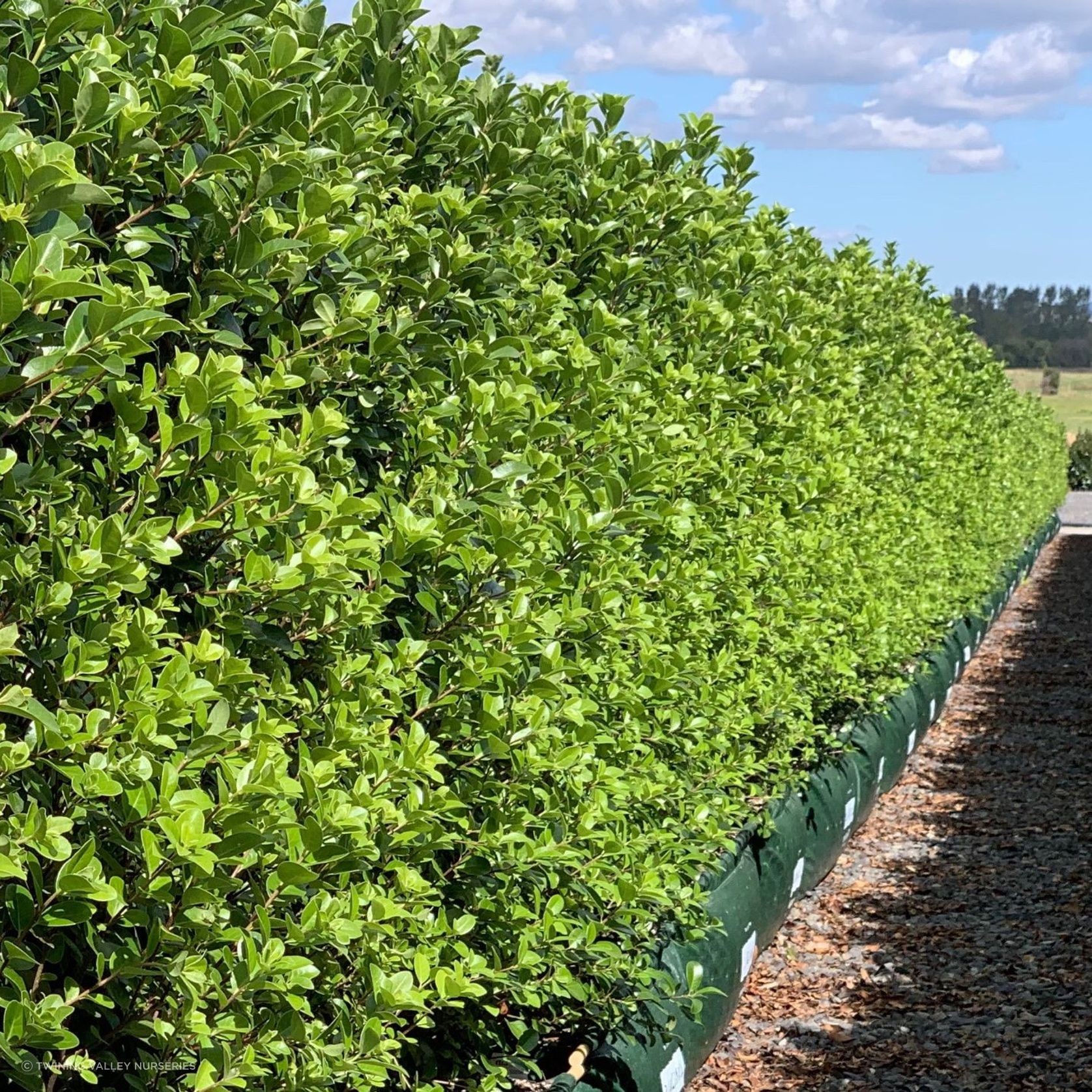 Living Boundary™ – mid-height instant hedge range gallery detail image