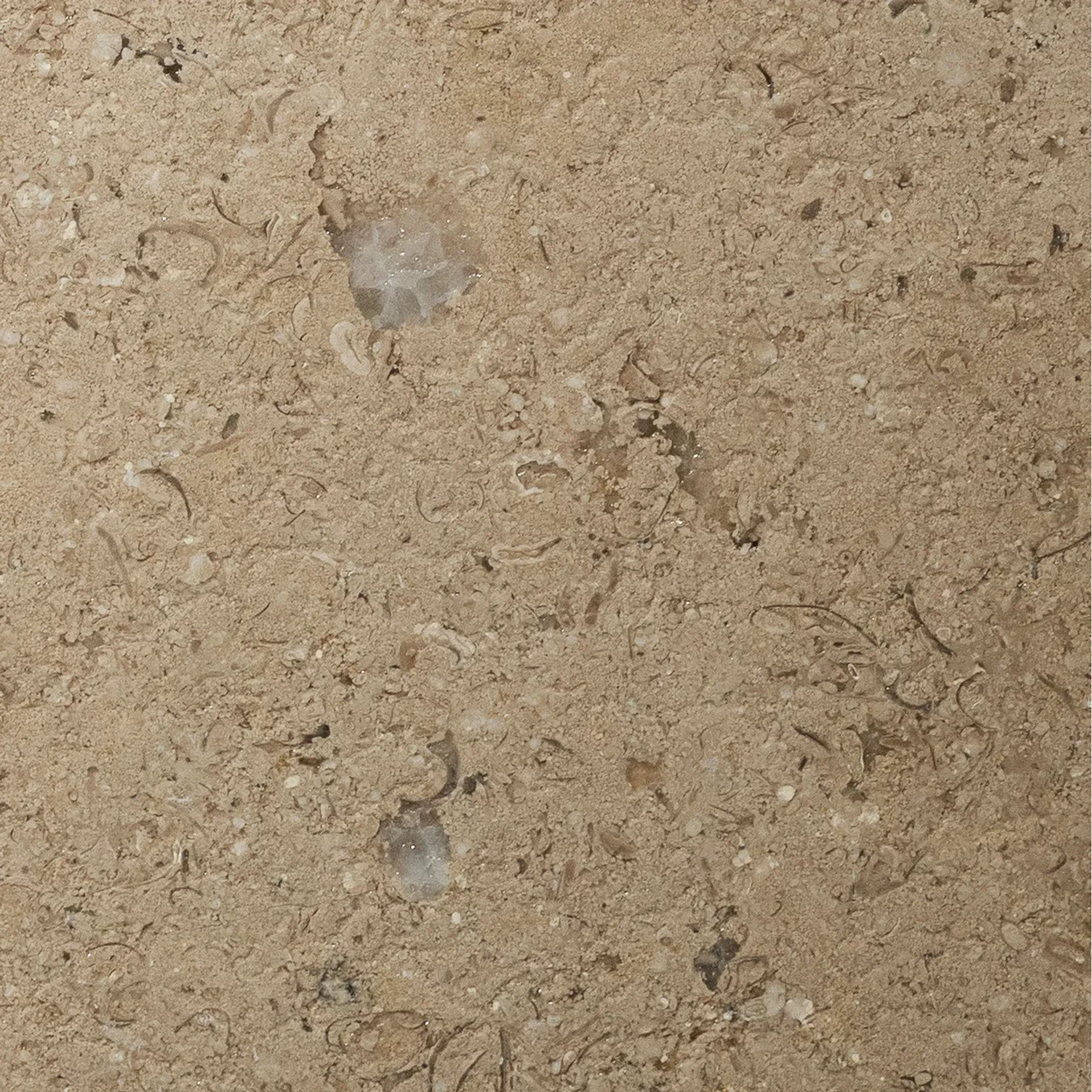 Sinai Pearl Leathered Limestone Porcelia gallery detail image