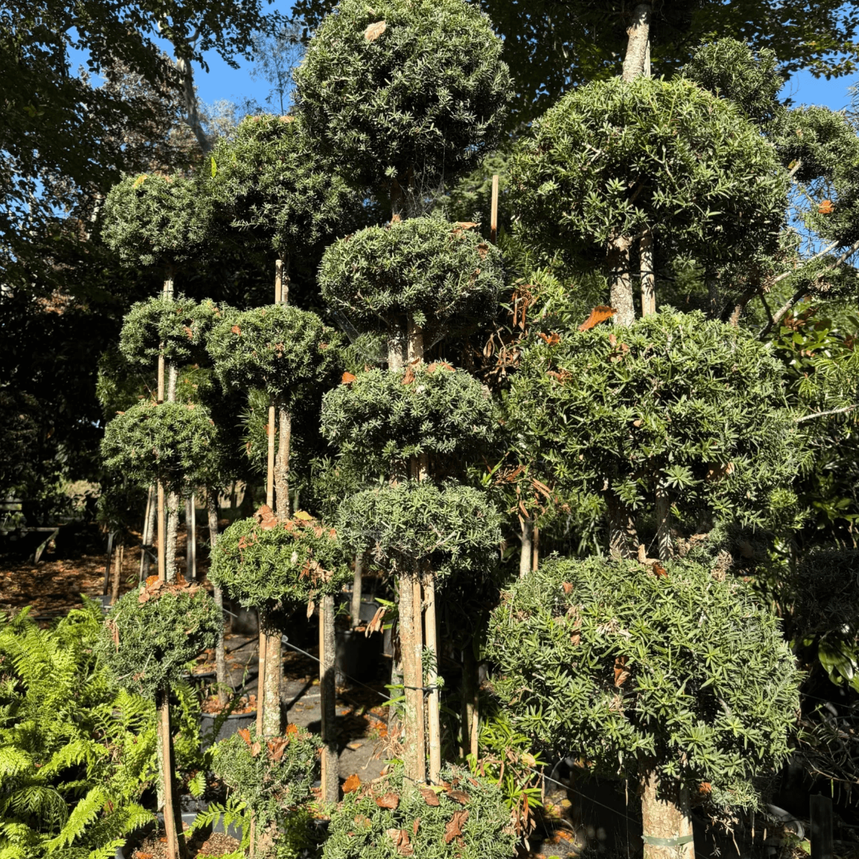 Podocarpus Matapouri Blue – Multi-Balls gallery detail image