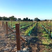 Vineyard Hardwood gallery detail image