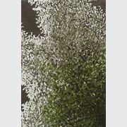 Jasmine gallery detail image