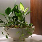 Garden Bowls | Hire Plants gallery detail image