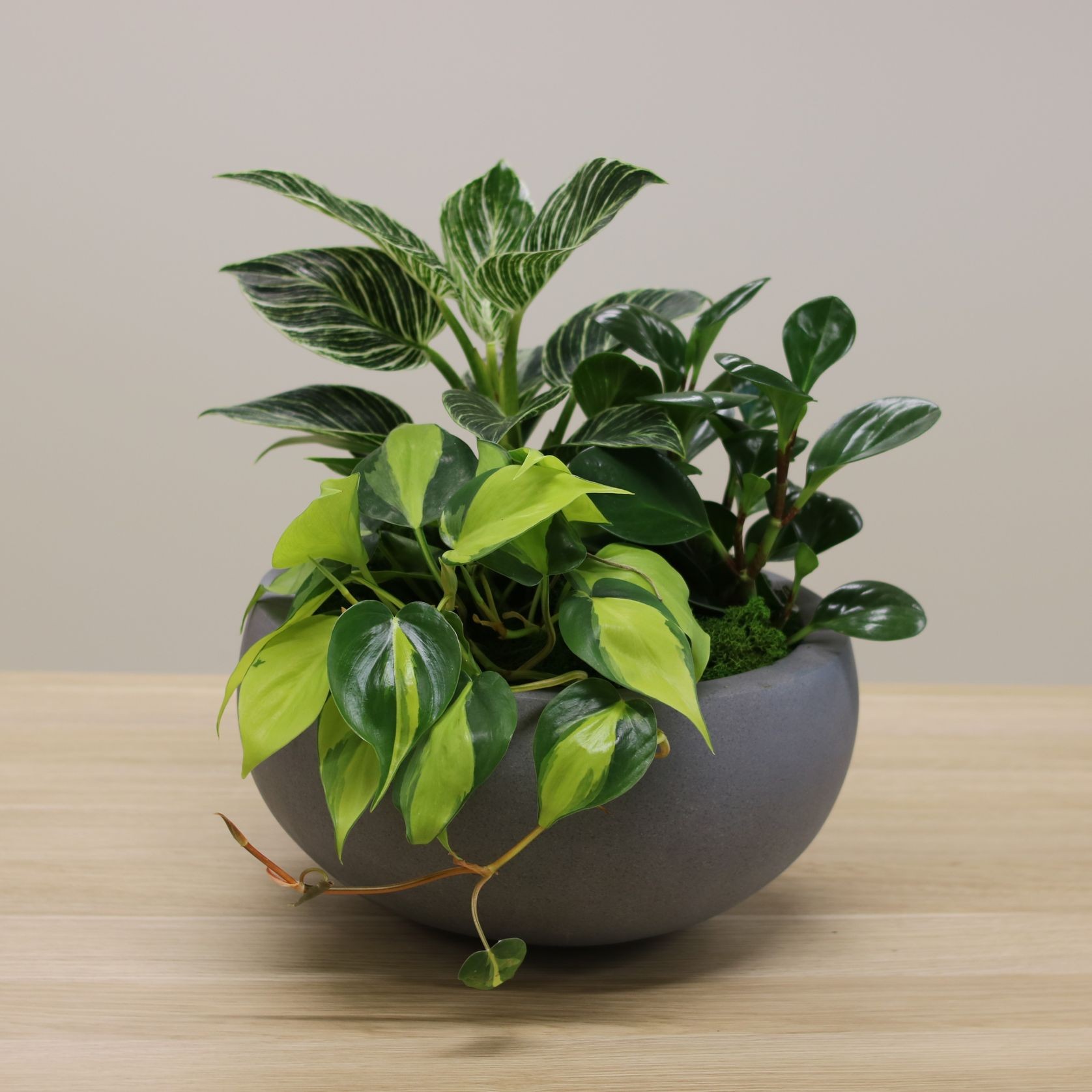 Garden Bowls | Hire Plants gallery detail image