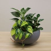 Garden Bowls | Hire Plants gallery detail image