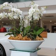 Garden Bowls | Hire Plants gallery detail image
