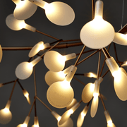 Heracleum Small Big O gallery detail image